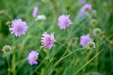 Fototapeta premium Field scabious (Knautia arvensis) on a flower meadow.
