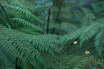 Fern background in Singapore botanical garden