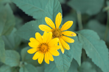 A vibrant yellow daisy blossoms in a close-up shot, its petals a beautiful splash of color against a soft green background, capturing the essence of a summer garden
