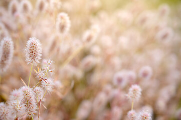Trifolium arvense on a blurred background in a summer sunny day.