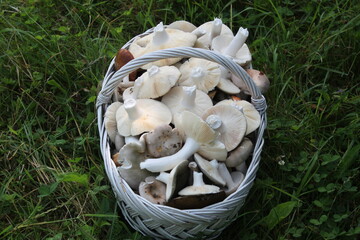 mushrooms in the grass