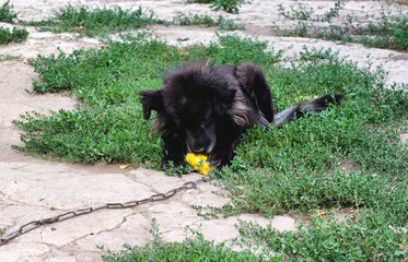 Black dog on a chain lying outdoors and eating corn on the cob, summer day.