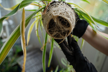 chlorophytum comosum its root system close-up