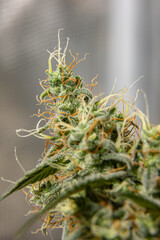 Close-up of a cannabis plant with visible trichomes and orange pistils, photographed