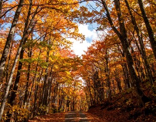 Obraz premium Autumn forest road (1)