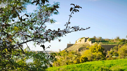 branches of blooming trees in November