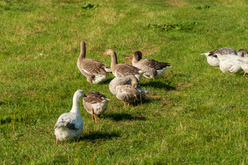 Several greylag geese forage for food in a grassy field. The waterfowl appear relaxed and at ease as they graze under the warm sunlight