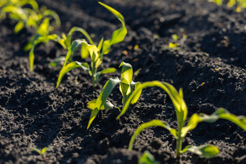 Rows of small green corn plants are growing in dark, moist soil. Sunlight illuminates the young...