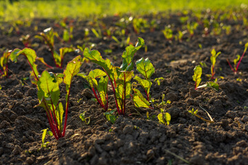 Rows of small beet plants with green leaves and red stems sprout from the dark soil, illuminated by...