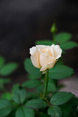 Close-up of white rose flower in the home garden