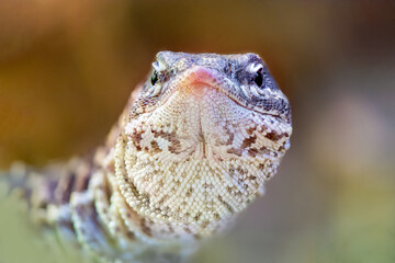 Portrait of a Ridge-tailed Monitor watching in a terrarium. Varanus acanthurus, Touraine, Indre et...