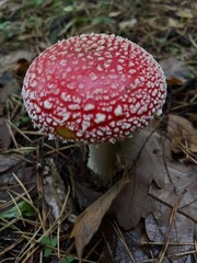 bright red fly agaric with white spots in autumn forest
