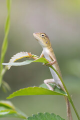 The animal in the image is commonly known in English as an Oriental Garden Lizard or Indian Chameleon