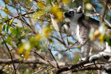 Ring-tailed Lemur on Tree Trunk with Yellow Leaves
