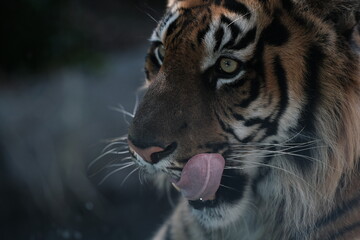 Tiger Licking Its Face