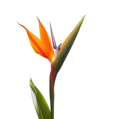 Vibrant bird of paradise flower close-up