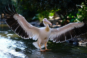 Pelican Landing on Water with Fully Extended Wings