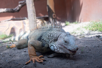 Close-up of an iguana resting on the ground in a wildlife sanctuary, showcasing its rough skin, sharp claws, and intricate patterns in stunning detail.