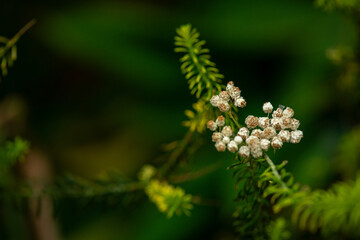 Ozothamnus diosmifolius is an erect, woody shrub in the family Asteraceae and is endemic to Eastern Australia