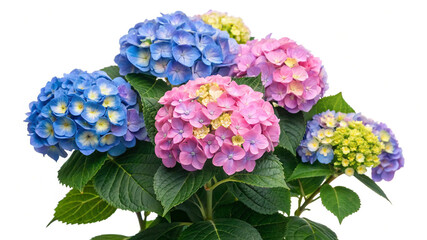 blue hydrangea flower