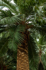 Fototapeta premium Gardens By The Bay, Flower Dome. The palm tree in a large greenhouse with an exhibition of tropical plants