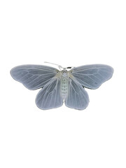 butterfly Pale Blue Moth Isolated on White