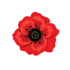 Red poppy isolated on white background