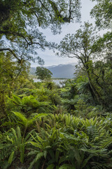 ニュージーランド　ウェスト・コースト地方にあるホキティカ渓谷の風景