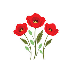 Obraz premium Three red poppy flowers isolated on white background