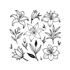 Black and white floral background, vector of a collection of black and white line art illustrations of lily flowers and folige.