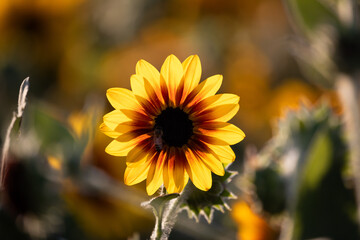 Close-Up of Sunflower with Bee in Warm Sunlight