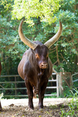 Portrait of an Ankole Cattle
