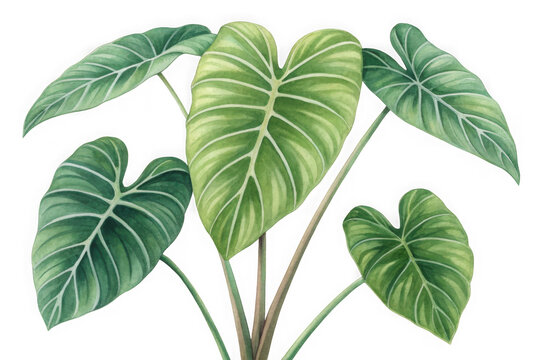 Detailed watercolor painting of a lush green alocasia plant with large elephant ear leaves isolated on transparent background