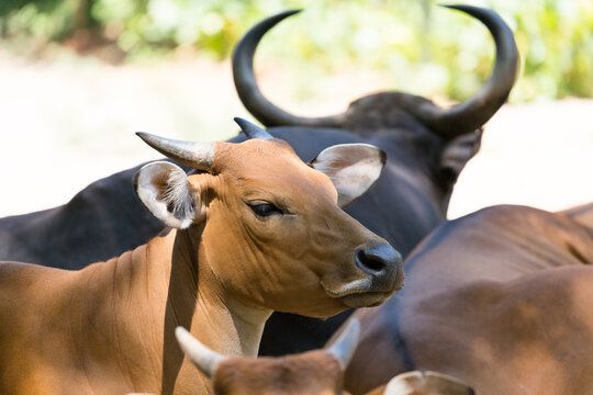 The female banteng (Bos javanicus), also known as tembadau
