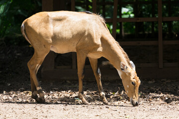 Nilgai,animal