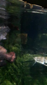 Fische in einem Aquarium im Budapester Zoo