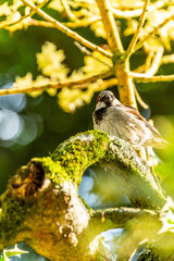 Passer domesticus pertenece a la familia de Passeridae.