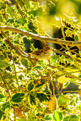 Passer domesticus pertenece a la familia de Passeridae.