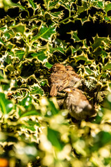 Passer domesticus pertenece a la familia de Passeridae.