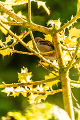Passer domesticus pertenece a la familia de Passeridae.