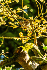 Passer domesticus pertenece a la familia de Passeridae.