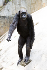 A chimpanzee (Pan troglodytes) standing up and reaching out