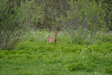 A deer in the grass at the edge of the forest © talavietis