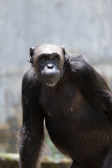 A portrait of the chimpanzee (Pan troglodytes)