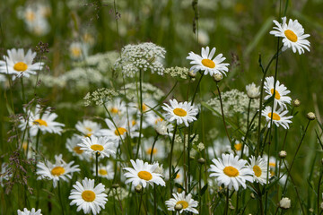 daisies in the meadow © talavietis