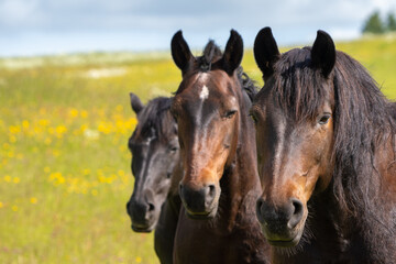 portrait of a horse © talavietis