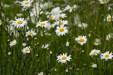 field of daisies © talavietis