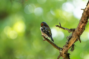 The bird is preening its feathers.