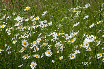 daisies in a meadow © talavietis