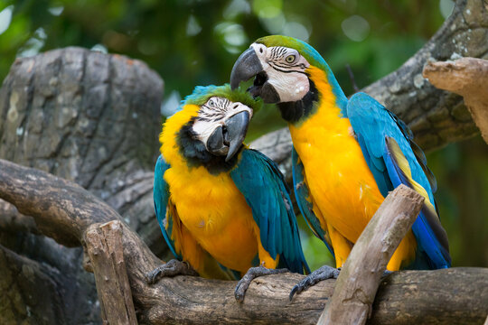 Two blue-and-yellow macaws (Ara ararauna), also known as the blue-and-gold macaw
